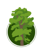 Illustration of an elm tree