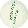 Illustration of ryegrass