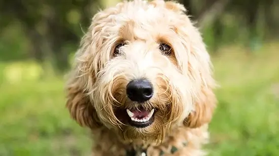 A brown goldendoodle dog