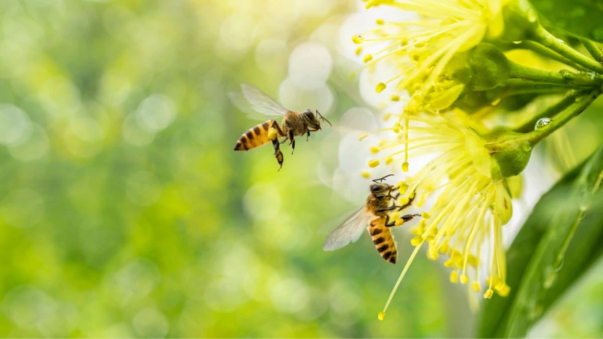 What is Pollen Count?