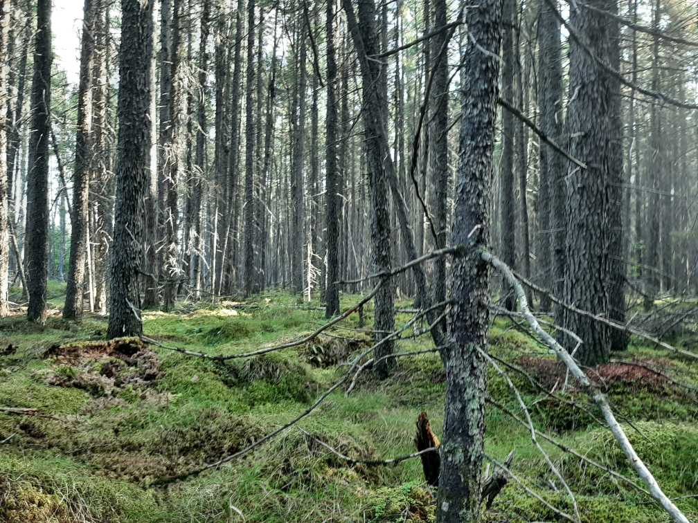 Spruce trees in a spruce bog on Fort William First Nation during the Fall
