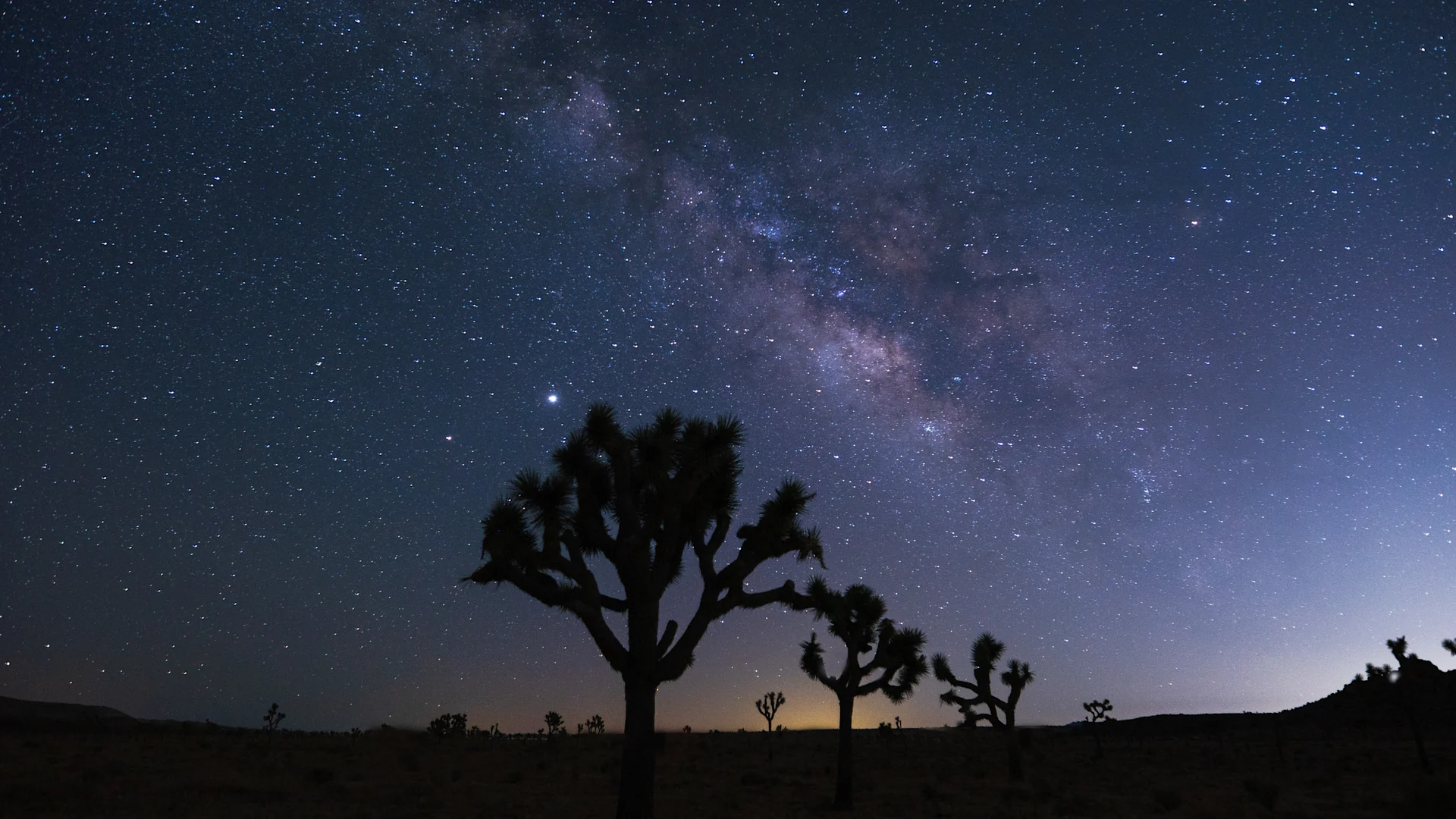Tree in starry background