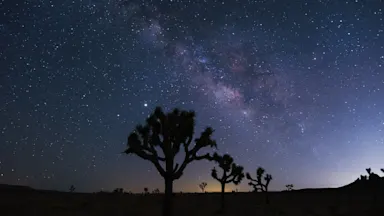Tree in starry background