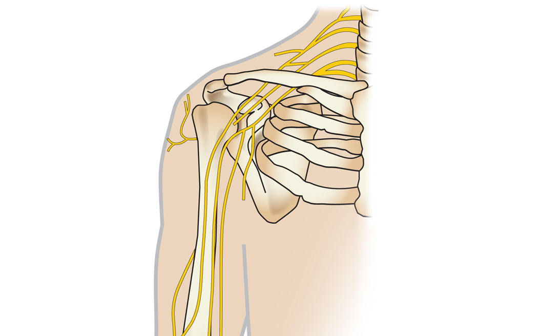 Axillary Nerve Regimental Badge