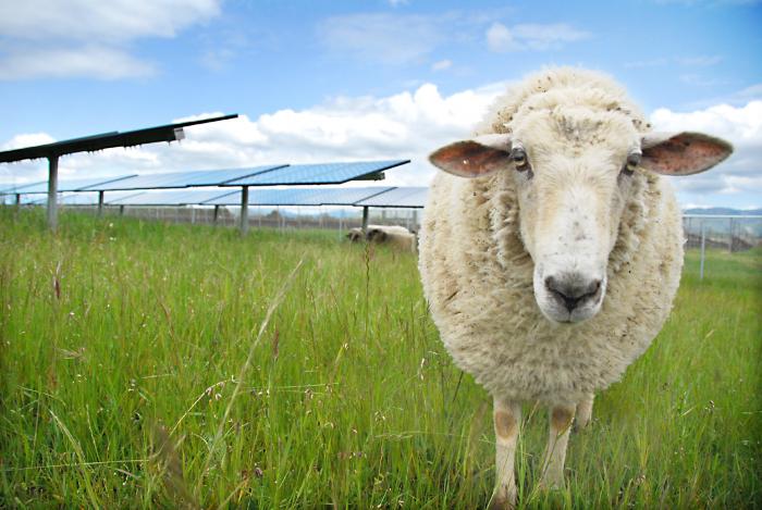 Sheep are a low-impact way to keep vegetation from being overgrown around solar arrays.