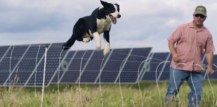 Watch our Yolo County video on YouTube to find out how sheep dogs and solar go together.