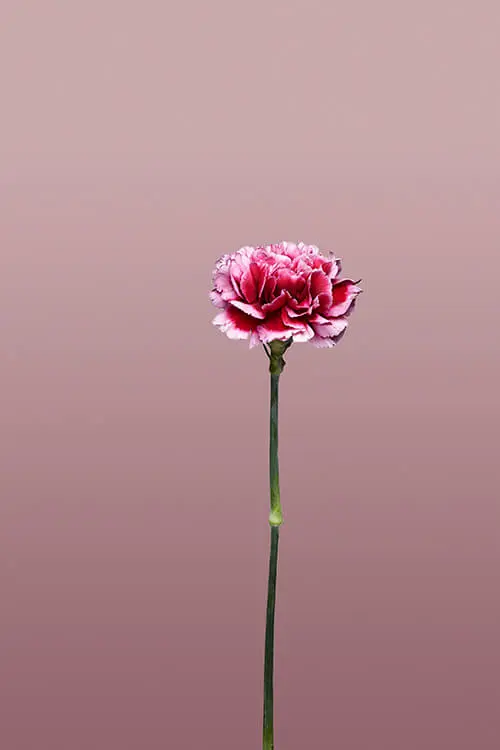 Bloom Wild Die Stilvolle Art Blumen Zu Schenken