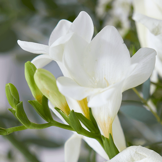 Freesia Flower Language Meaning Best Flower Site