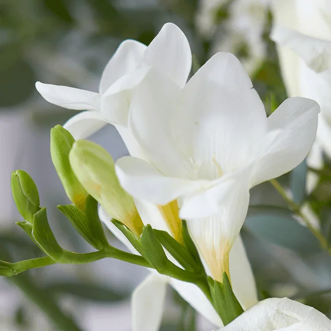 Freesia Symbolism and Colours Meaning Guide | Bloom & Wild
