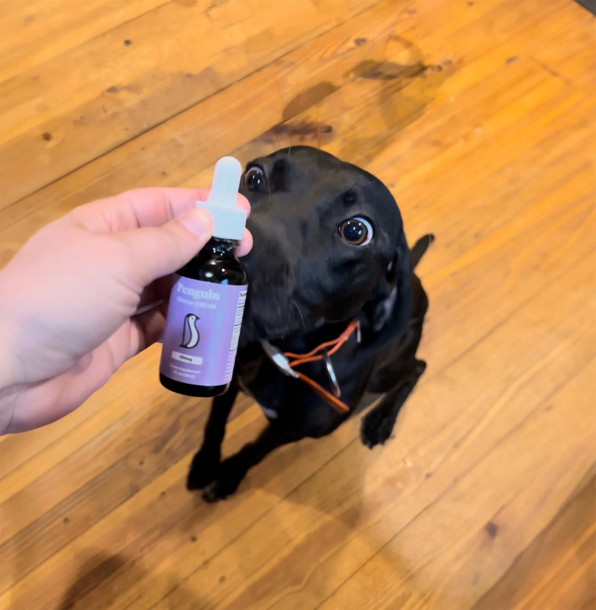 Penguin CBD | Dog CBD Oil