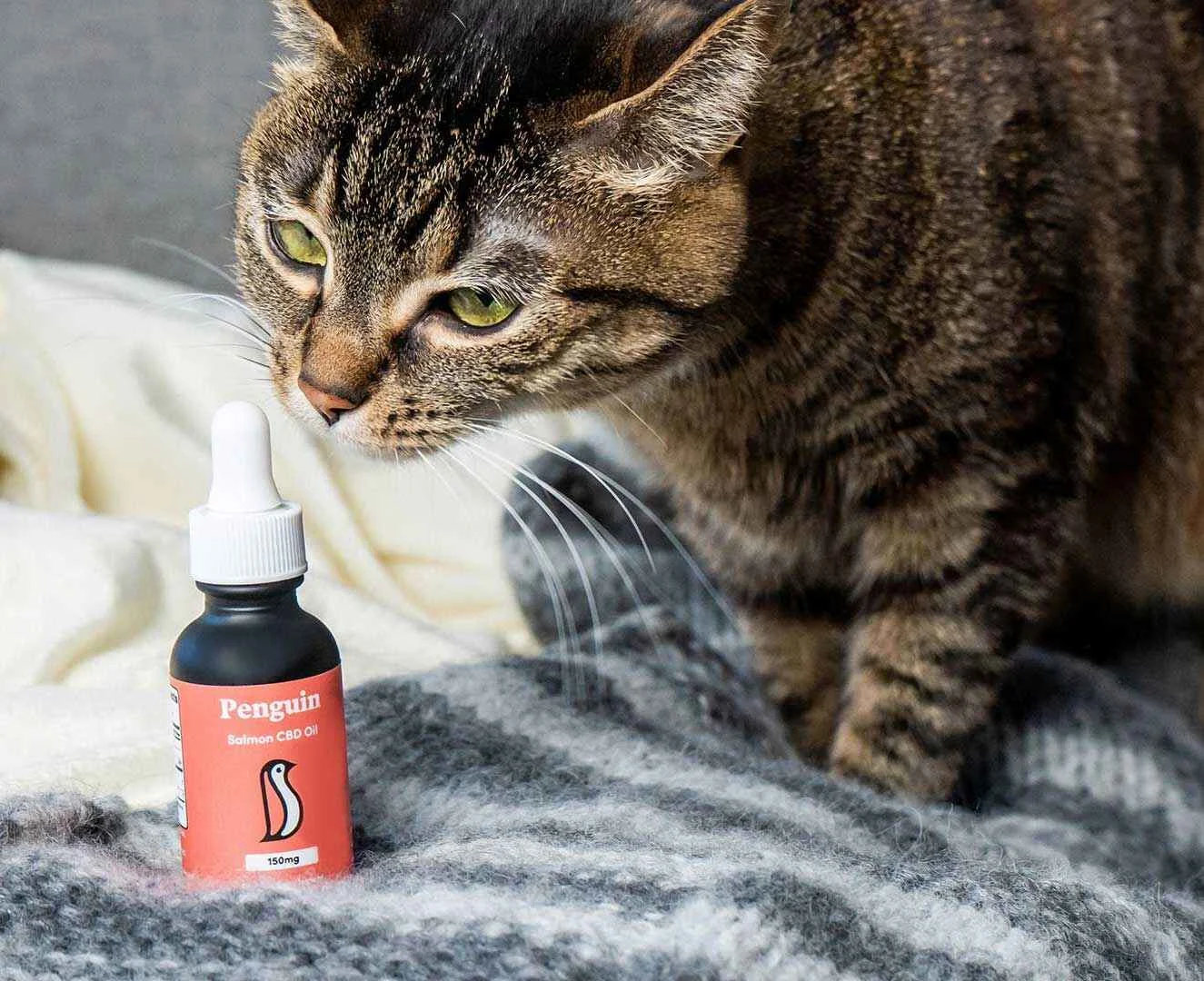 Penguin CBD | CBD Cat Oil