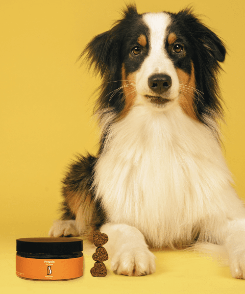 Penguin CBD | CBD Dog Treats