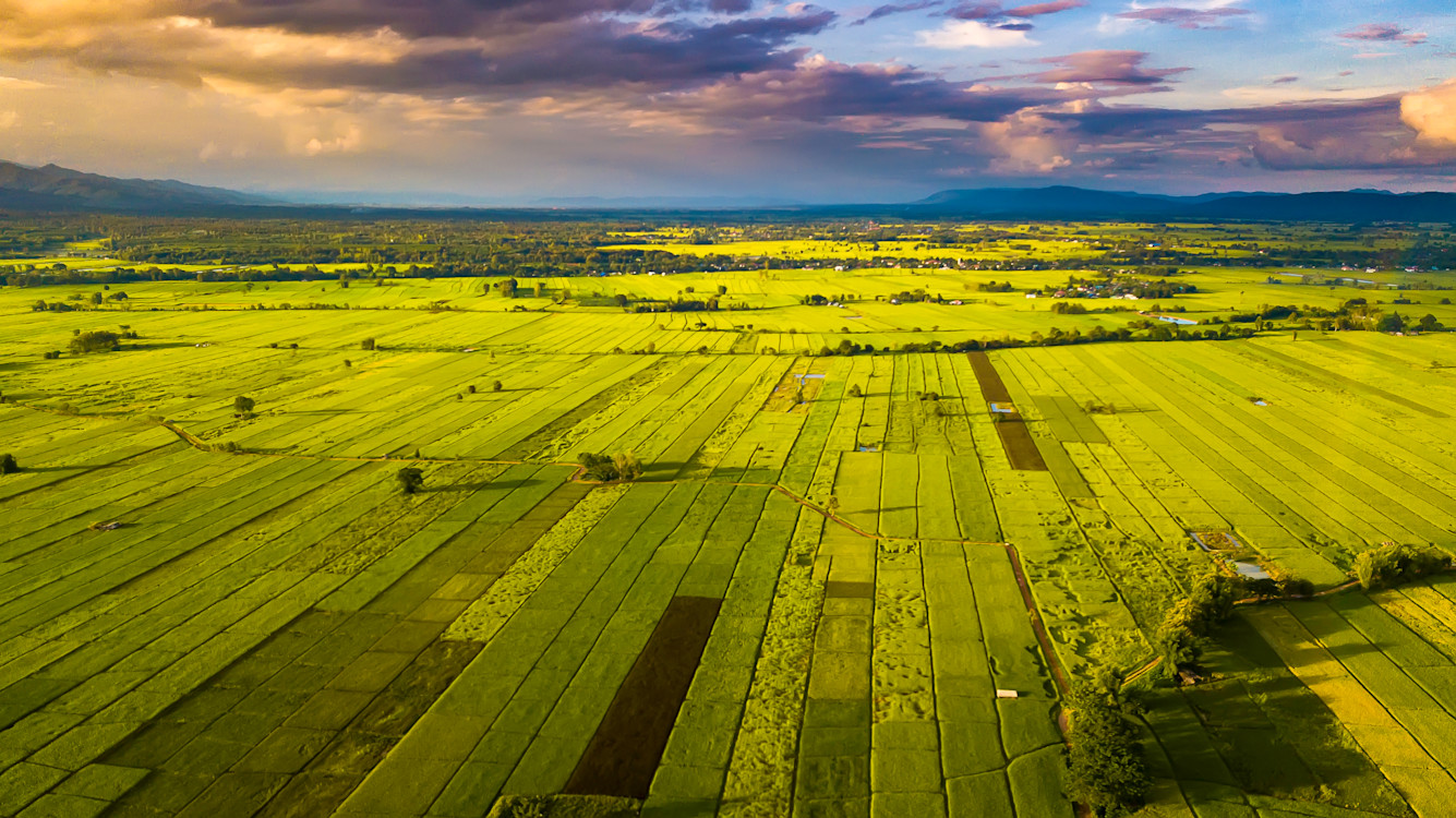 Fields 