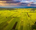 Fields