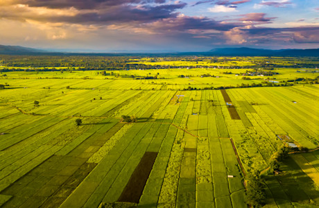 Fields