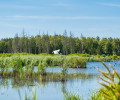 Biodiversity Scene - Lake Trees