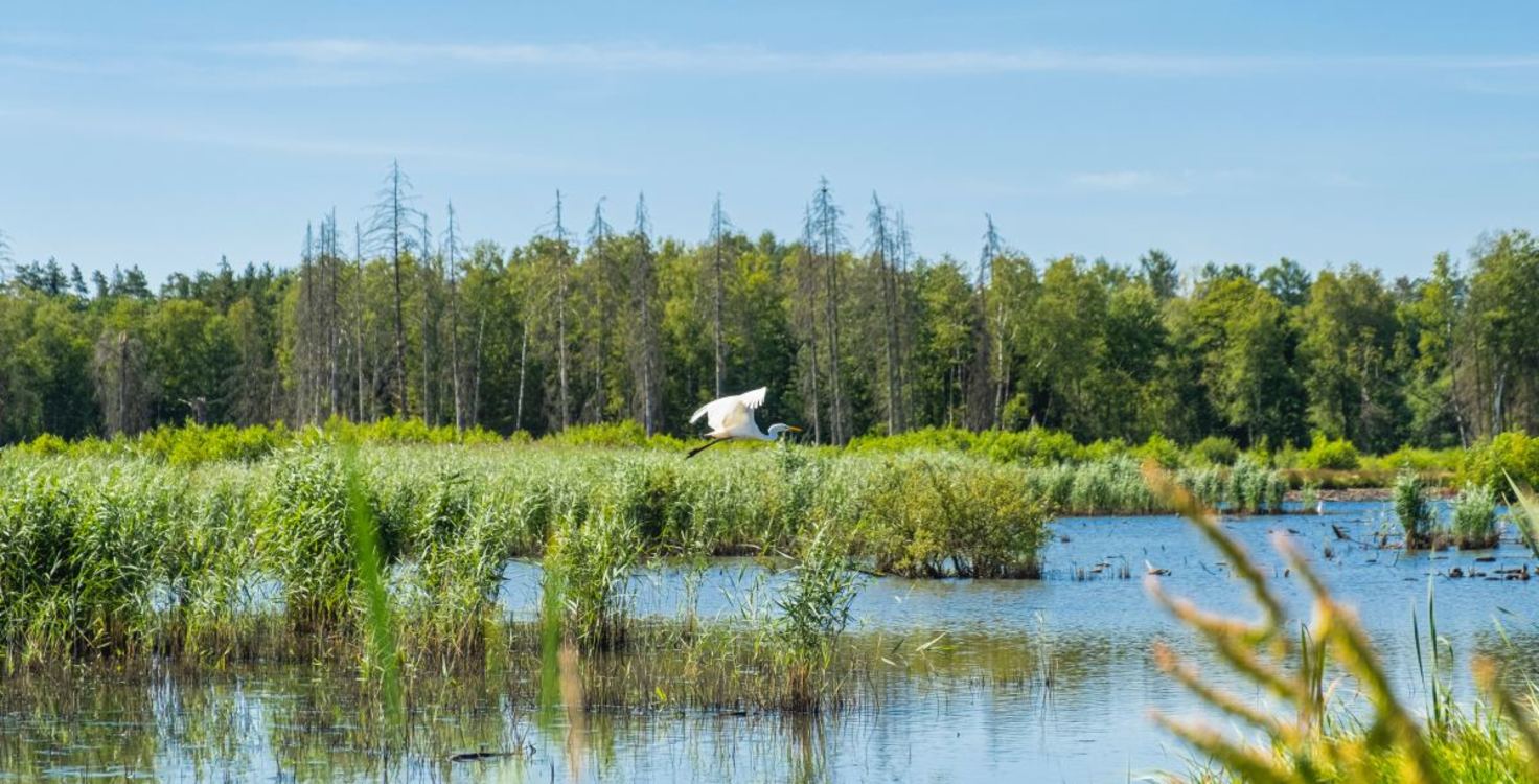 Biodiversity Scene - Lake Trees