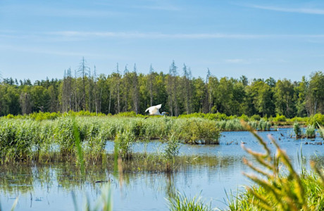 Biodiversity Scene - Lake Trees