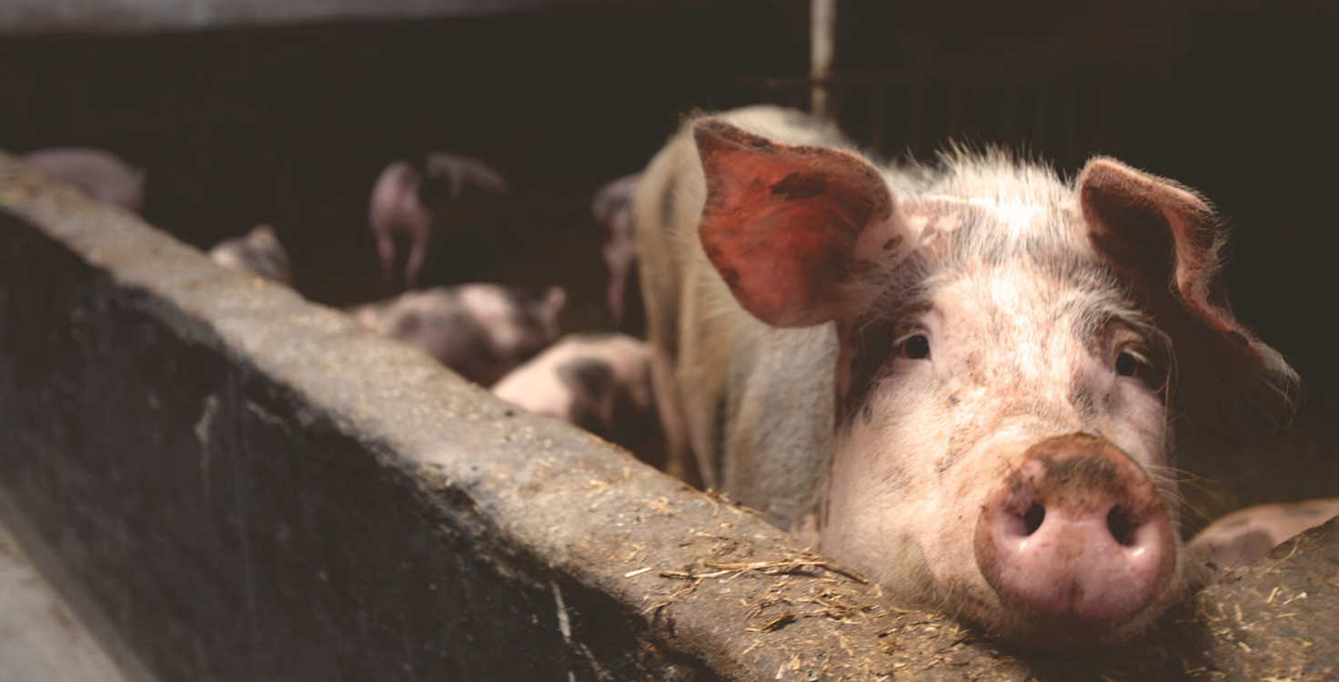 Animal-Welfare-11-e1557323464247.jpg