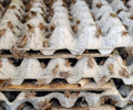 Insect farming