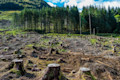 Deforestation-8.jpg