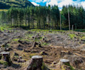 Deforestation-8.jpg