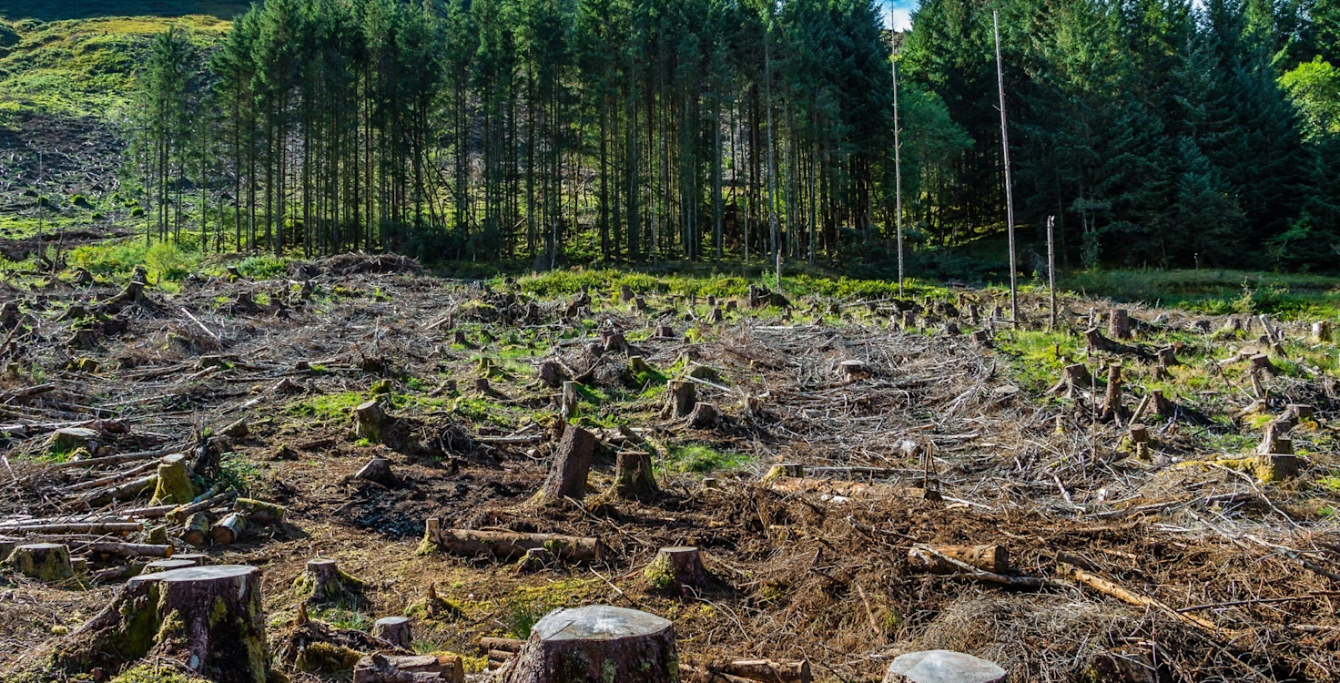 Deforestation-8.jpg