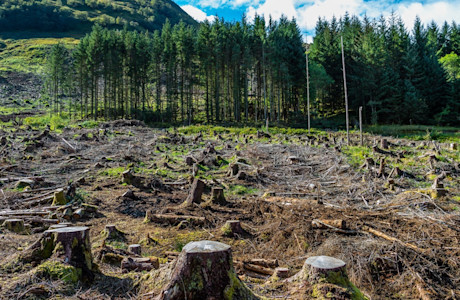 Deforestation-8.jpg