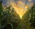 Corn field