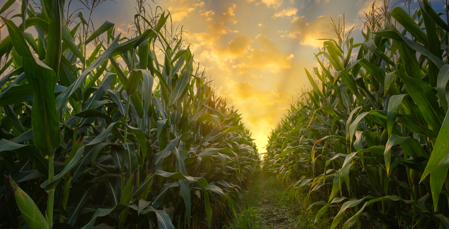 Corn field