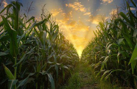 Corn field