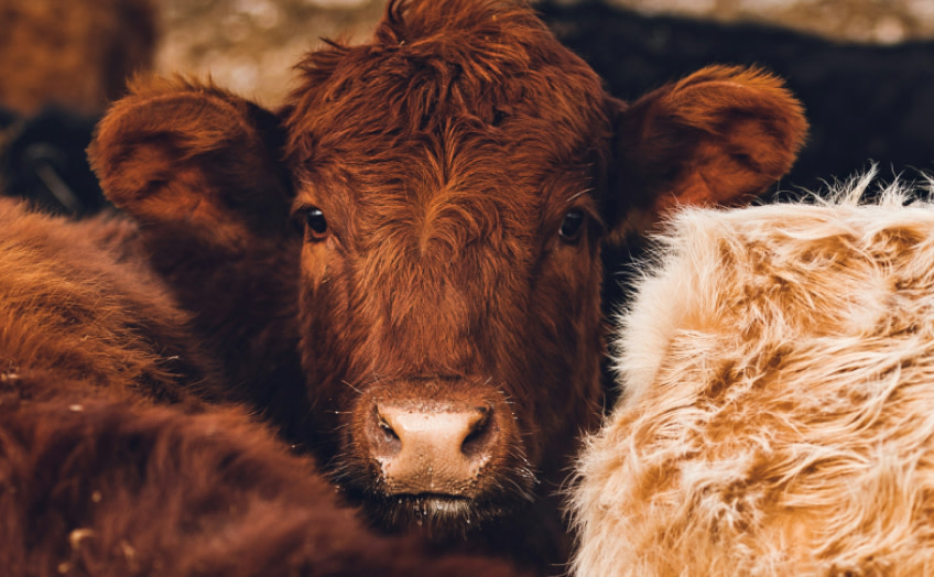 EU ban on antibiotics 2