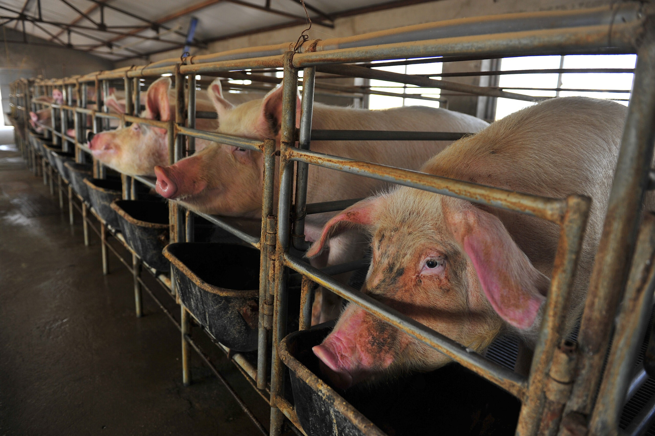 Gestation Crates A Growing Financial Risk FAIRR