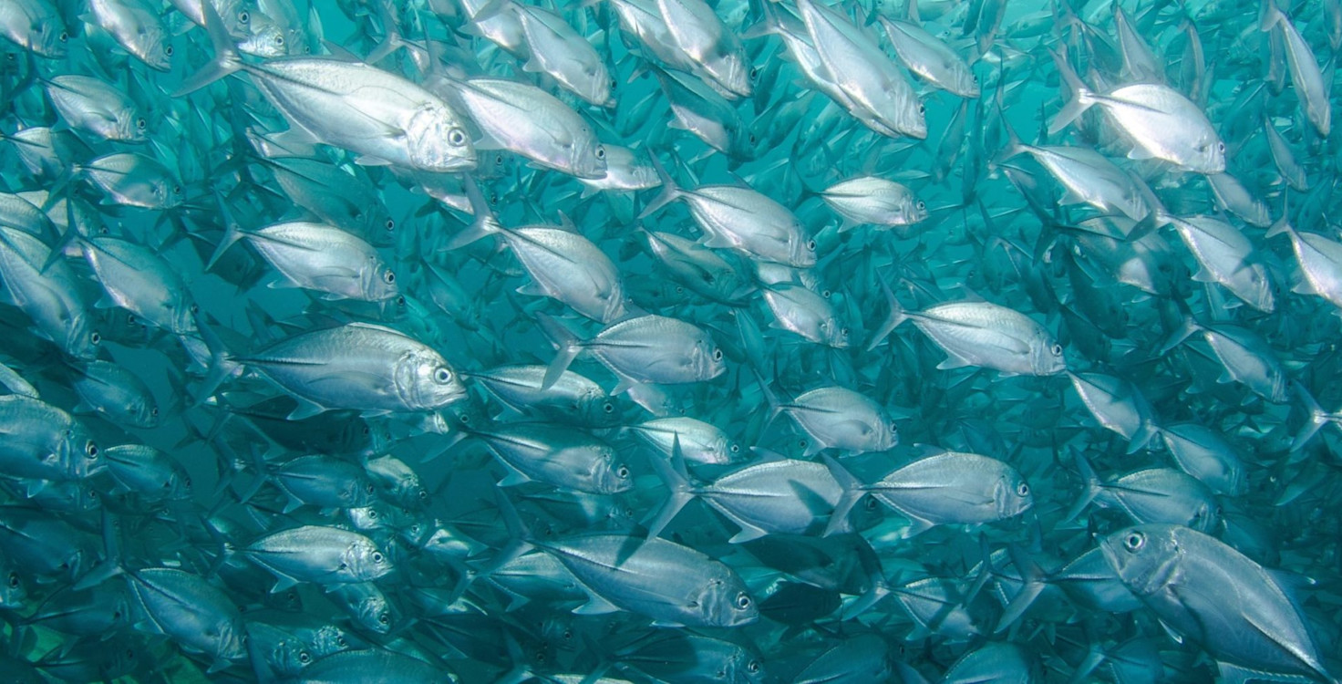 Fish-1-scaled-e1612877540347.jpg