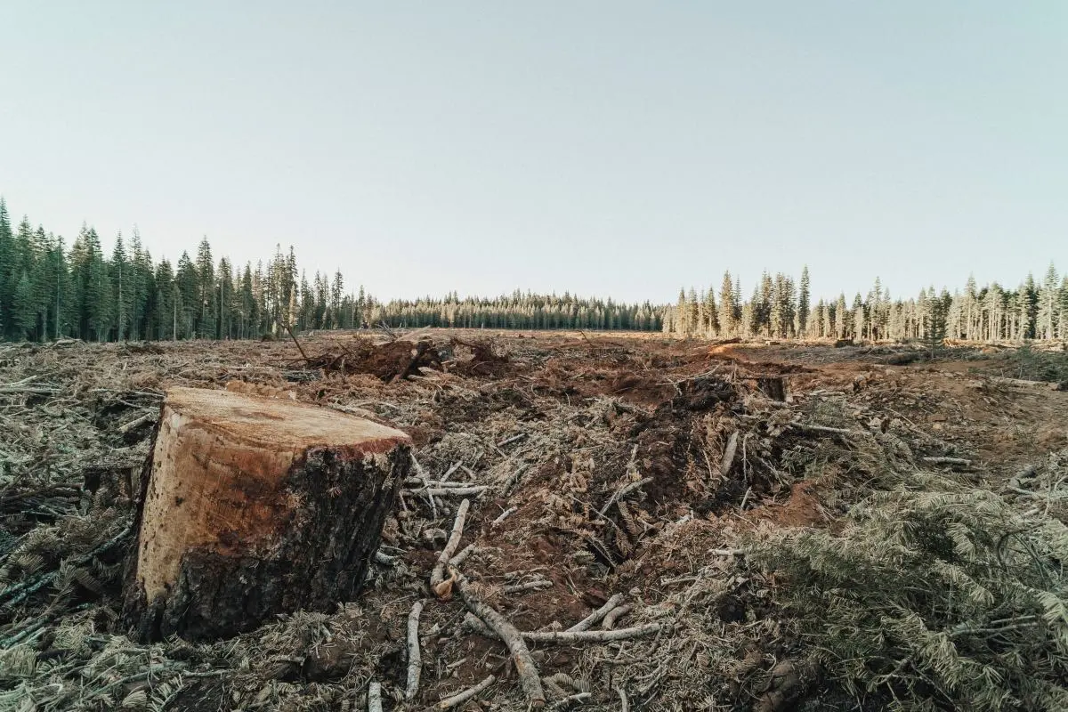 Climate Risk - Deforestation