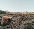 Climate Risk - Deforestation