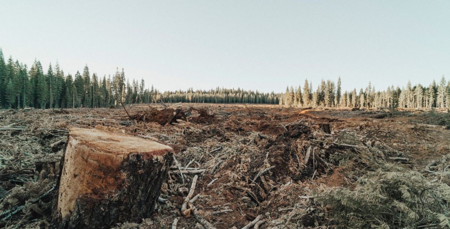 Climate Risk - Deforestation