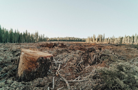 Climate Risk - Deforestation
