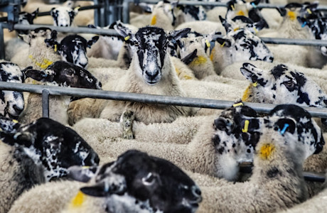 Animal-Welfare-3.jpg
