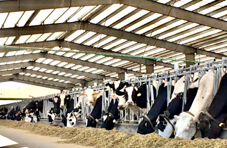 Cow