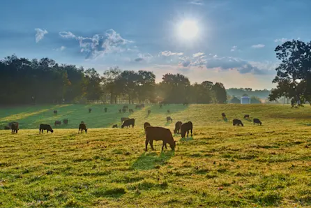 Cows