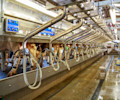 Animal Cooling pads PP