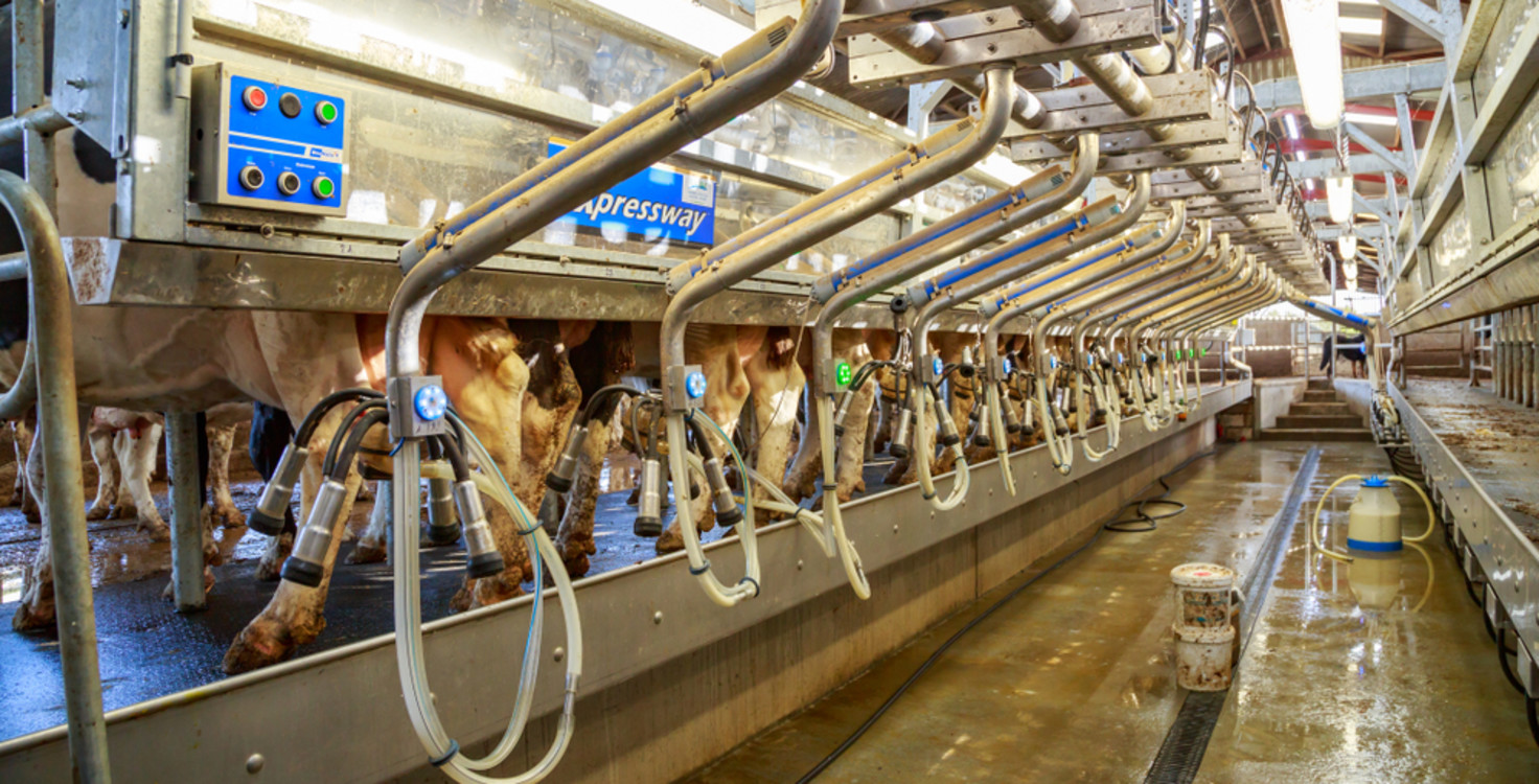 Animal Cooling pads PP