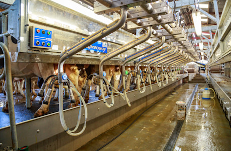 Animal Cooling pads PP