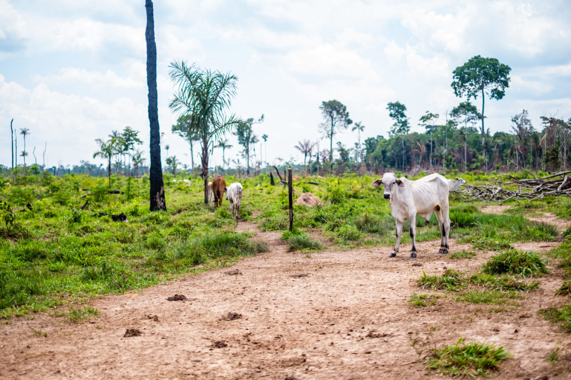 Cattle-deforestation-scaled-e1596790937936.jpg