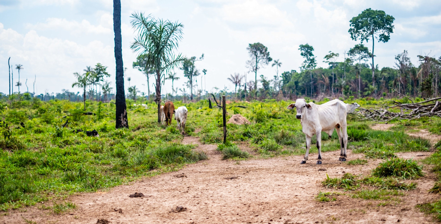 Cattle-deforestation-scaled-e1596790937936.jpg
