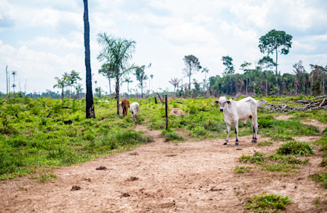 Cattle-deforestation-scaled-e1596790937936.jpg
