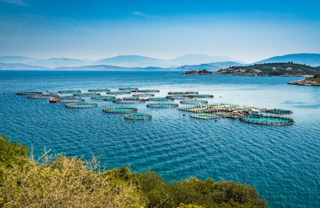 fish farm
