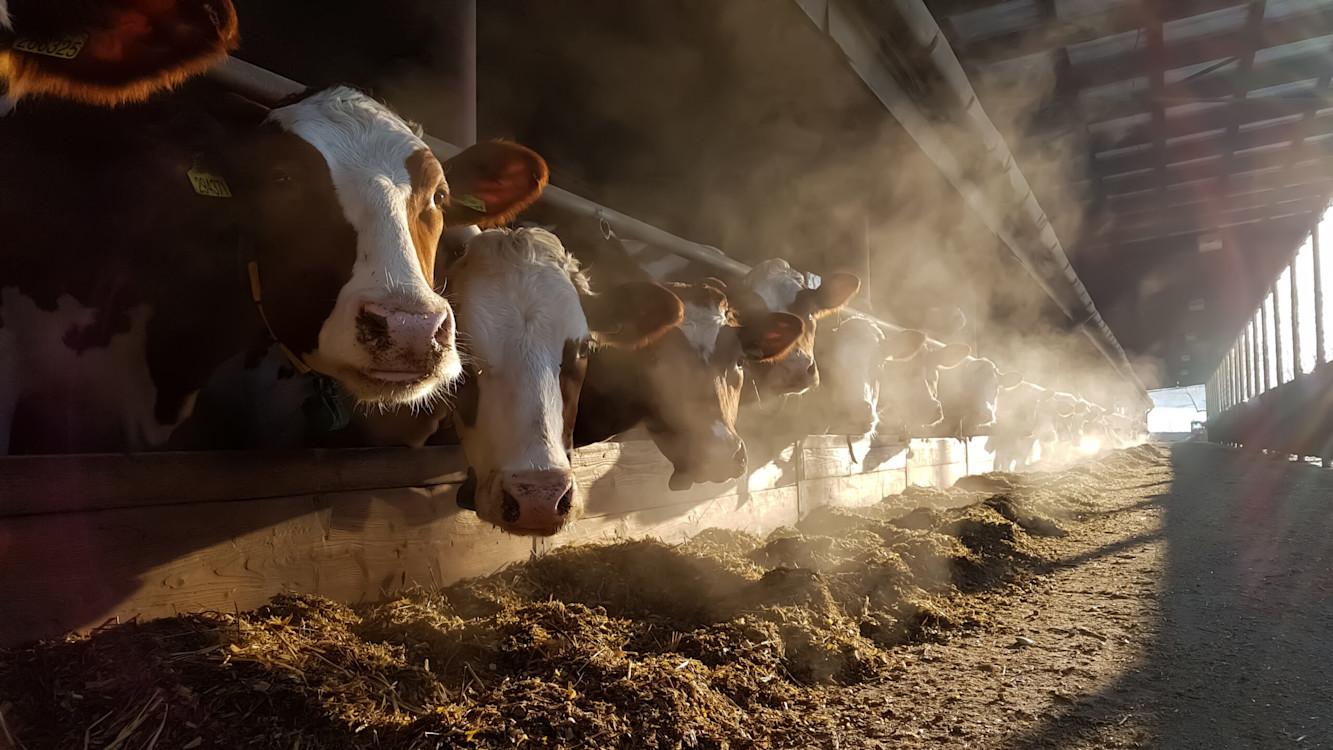 Cows feeding