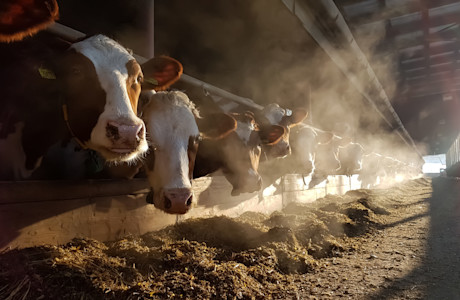 Cows feeding